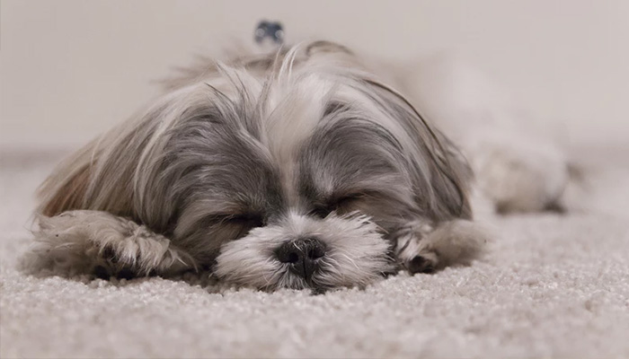 Quà tặng 20/10 thú cưng