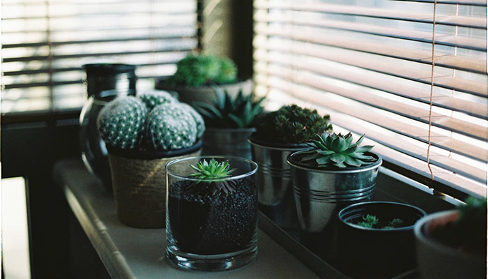 Quà tặng 20/10 chậu cây