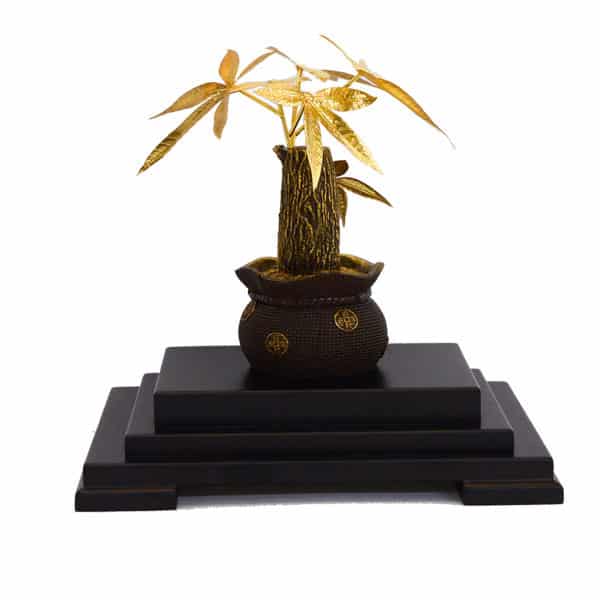 Chậu cây kiêm ngân là món quà có giá trị lớn